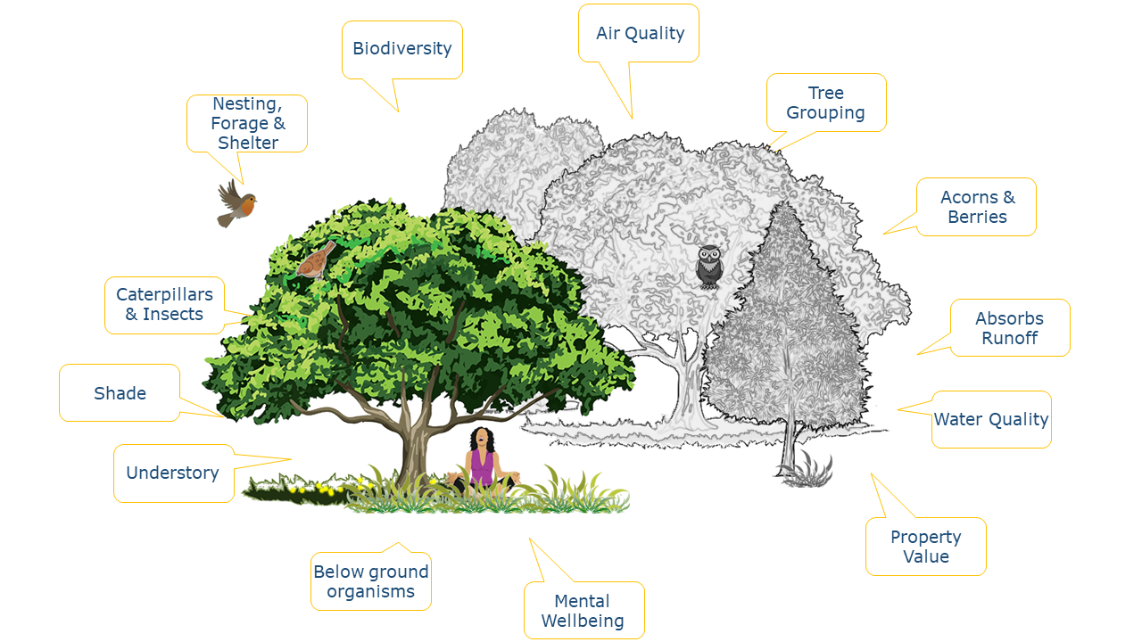 Native Shade Trees — Conserve Nassau